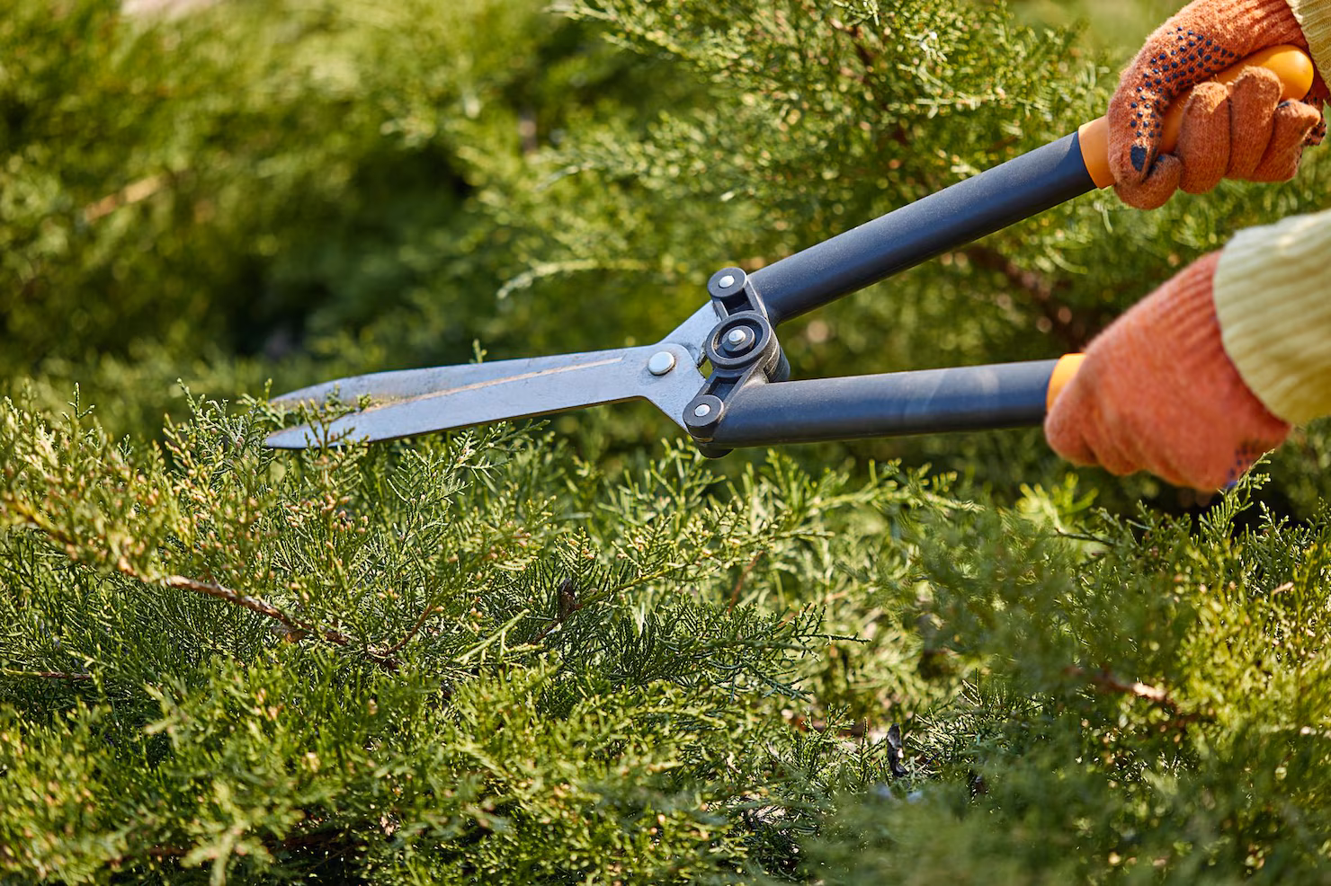 Gardener trimming green hedge with large manual hedge shears